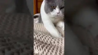 cat asmr relaxing video |SHORT| سخ وائرل کریو #ai #aigenerated #cat #intelligentassistant