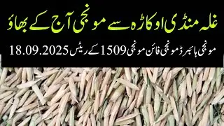 Dhan 1509 // DHAN fain // DHAN eri6 // munji rate today// DHAN rate today okara// 18.09.2025