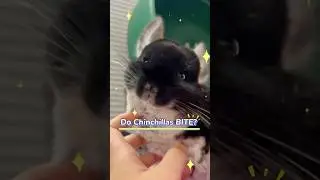 DO CHINCHILLAS BITE? | Understanding Chinchilla Behavior