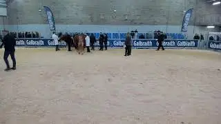 Stirling Bull Sales 2026 - Show of Pedigree Bulls 1/2/26