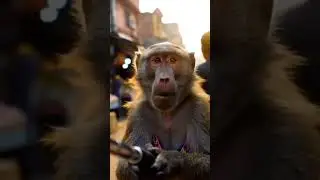 #EmotionalMonkey #MonkeyLove #MonkeyAndMe #HumanLikeMonkey #MonkeyRescue  #MonkeyFriendship