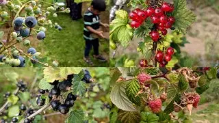 Berry picking | Berry season in Oregon | u pick