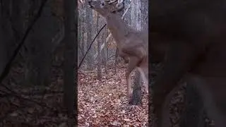 Ready to stir up some trouble for your target buck? #conquestscents  #ruttingbuck #hunt #mockscrape