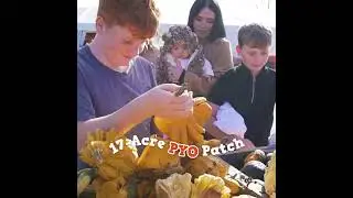 PYO Pumpkins at Over Farm