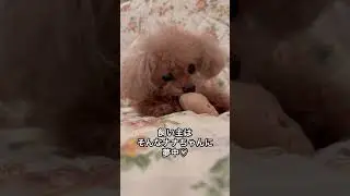 #トイプードル#プードル#シニア犬#犬#わんこ#poodle#toypoodle#dog#cutedog