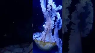 Sea Nettle Jellyfish Scripps Aquarium La Jolla, San Diego CA