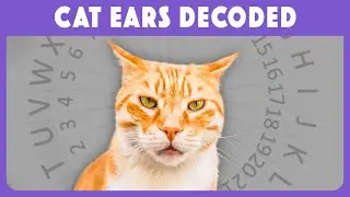 Why Your Cat&rsquo;s Ears Move So Much (and What it Means!)