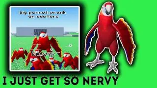 Я просто очень нервничаю, попугай из Roblox.