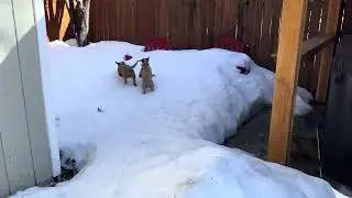 Puppies first snow 