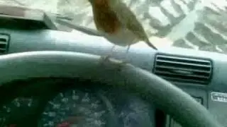 Robin -  Robert Zammit