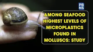 Among seafood highest levels of microplastics found in molluscs: Study