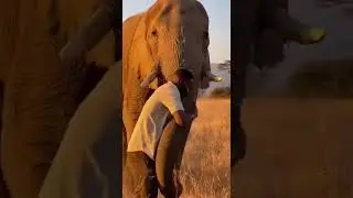When Love Speaks Through Hugs | Animals and Humans Sharing Affection 🐾💖
