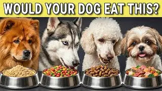 10 Dog Food Brands To AVOID At All Costs! (And Few That Are Safe!)