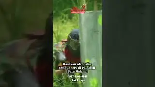 TEMPUR SERU PAINTBALL BATU MALANG | TIPS INDONESIA | 0857-5505-9965