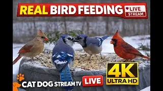 🔴 LIVE Ultra 4K Wildlife for Cats 🐦🐿️ | Calm & Engaging Cat TV
