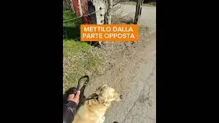 Come insegnare al tuo cane ad ignorare gli altri cani