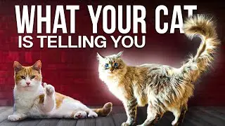 Decoding Cat Behavior: Understand What Your Cat Is Telling You
