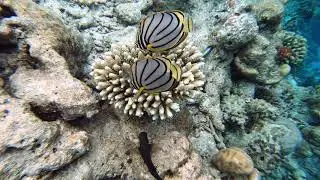 Maldives part 1: Butterflyfish