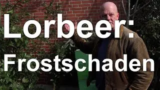 Lorbeer und Korkeiche - erste Beurteilung von Frostsch&auml;den