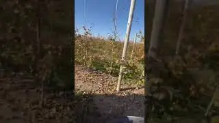 Orchard prep for Winter, mowing down orchards!