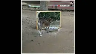 mirror prank dog funny viral #short