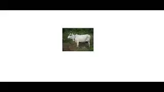 A-Z Animals (My Favorite) R-Z