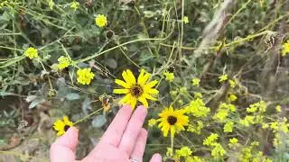 relaxing nature walk watch wild flowers, đi bộ ngắm hoa cải cúc dại trên núi
