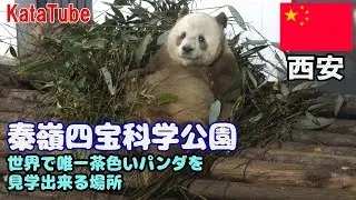 西安ひとり旅①超レア！茶色いパンダ（七仔：チーザイ）に会いに秦嶺四宝科学公園に行ってきた