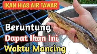 PELIHARA IKAN BUJUK DI KOLAM BETON || Motifnya Cantik untuk Ikan Hias