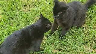 BROTHER CATS FIGHT OVER WHO IS GOING TO GET THE BABY ROBIN #babyrobin #blackcats #catfight #brothers