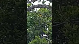NATURE TEAM 🇿🇦 BIRD Black-headed oriole found in Africa @EleenVorster #nature #birdsong #birds