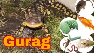Tiger salamander devours anything in it&rsquo;s path! (Ambystoma Tigrinum feeding compilation!!)