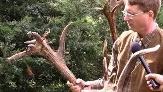 2014. október 2: NIMRÓD Percek - Komoly bikák a Szántódi Erdészetből