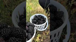 Slicing the Most Perfect Fruit Ever Grown 🍓✨ Just Watch This! | #freshfromnature #shorts