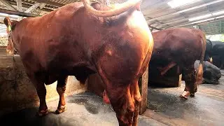 Di Jual Tanah Strategis Untuk ternak kambing domba Dan Sapi Bekasi Perbatasan Jakarta