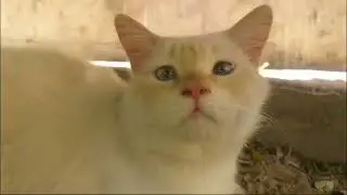 article  no 2 in 2024#cat #foryou #funnyvideo