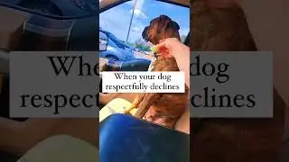 The Most Hilariously Cute Dog#funnydogs#cute#doglover#FunnyCuteDog#AdorablePuppy#FunnyCuteDog