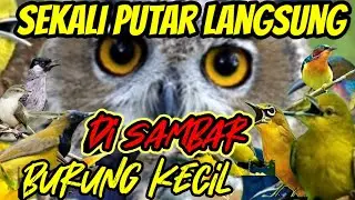 suara pikat semua jenis burung kecil paling ampuh. sekali putar langsung ngumpul