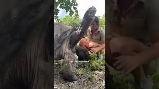 This 106 Year Old Turtle Loves Neck Scratches🥰😳