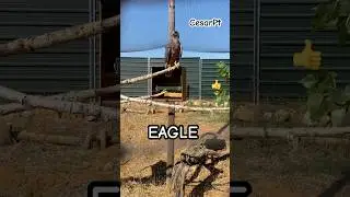 🔥Majestic Eagle 🦅 | Power and Pride in Every Look #Shorts #krazyworld #eagle