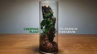 Ficus Quercifolia + Anubias Simple and Easy Terrarium #relaxing #terrarium