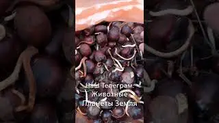 Конский и Съедобный Каштан 😉 #растения #интересное #дерево
