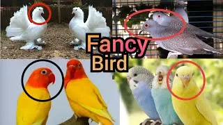 Fancy Bird farming in Assam // fancy pigeon farming in Assam // Love bird farming // Budgies parrot
