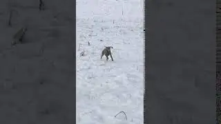 Weimaraner sulla neve