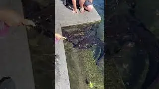 Eel in Christchurch, New Zealand - Avon River Terraced Seating