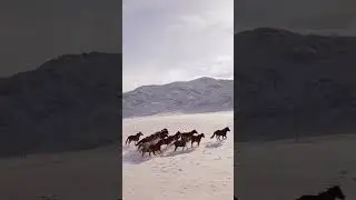 #shorts 🐎 The horses are running to the beautiful piano music🎵