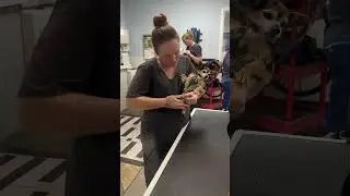 Dog Nail Trimming at Hot Diggity Dog Resort in Escondido, CA.