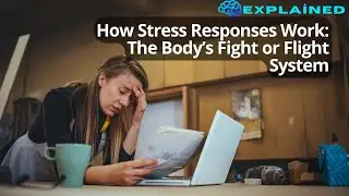 How Stress Responses Work: The Body&rsquo;s Fight or Flight System