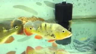 10inch shortbody peacock bass pair