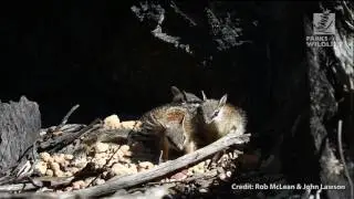 Species profile: Numbats